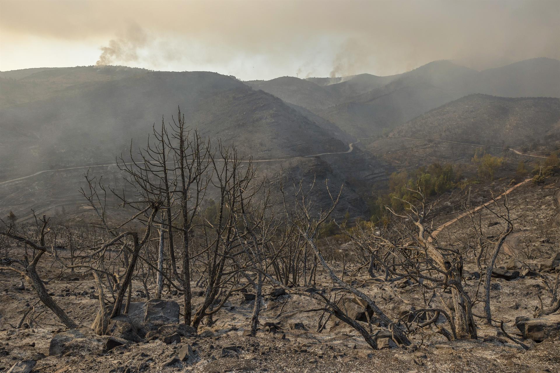 Vida después del fuego: los bosques de España se regeneran tras incendios