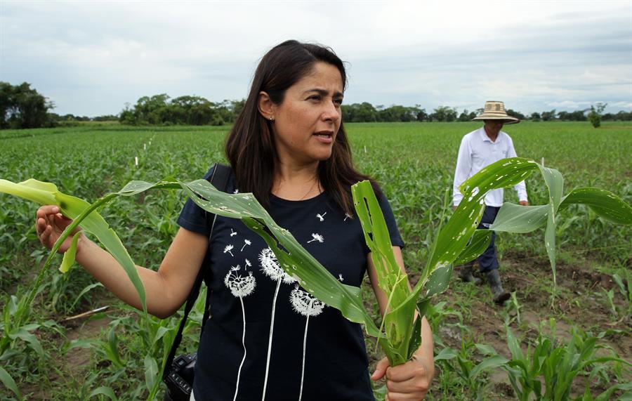 Agricultores rechazan proyecto que busca prohibir transgénicos en Colombia