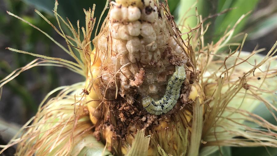 La temperatura del suelo puede predecir la propagación de una plaga