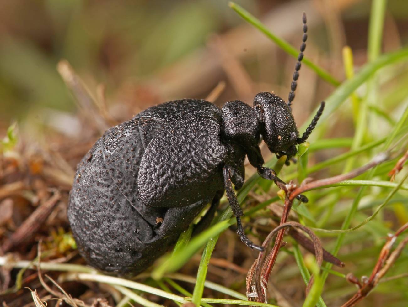 Descubren una especie nueva de escarabajo en el centro de España