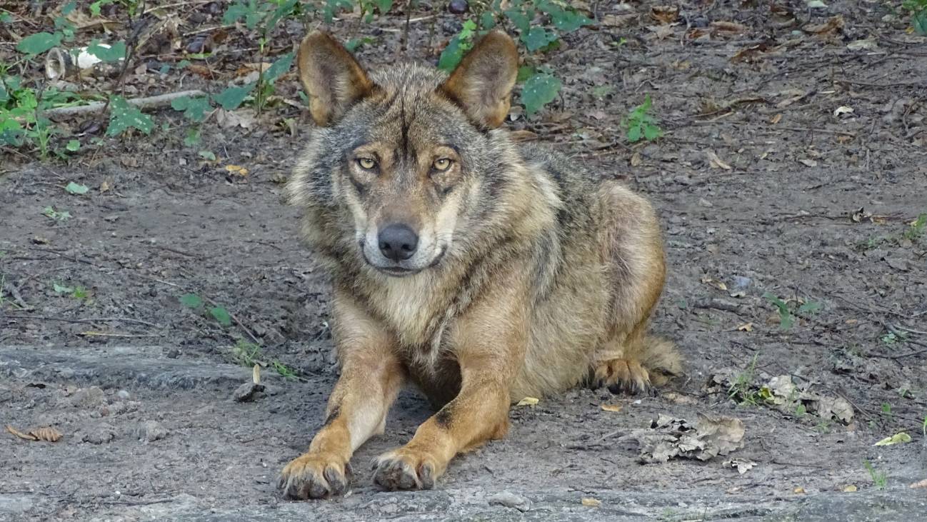 El territorio peninsular actual ocupado por el lobo es tres veces inferior al del siglo XIX