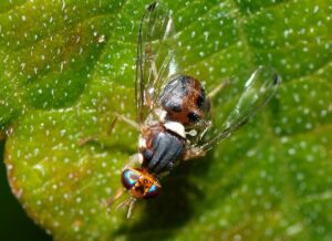 La-mosca-del-olivo-una-plaga-de-elevada-diversidad-genetica