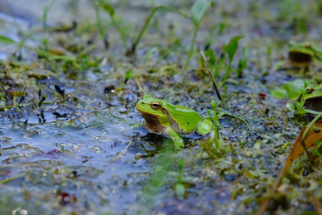 La pigmentación oscura pudo proteger de la radiación a las ranas de Chernóbil tras el accidente nuclear