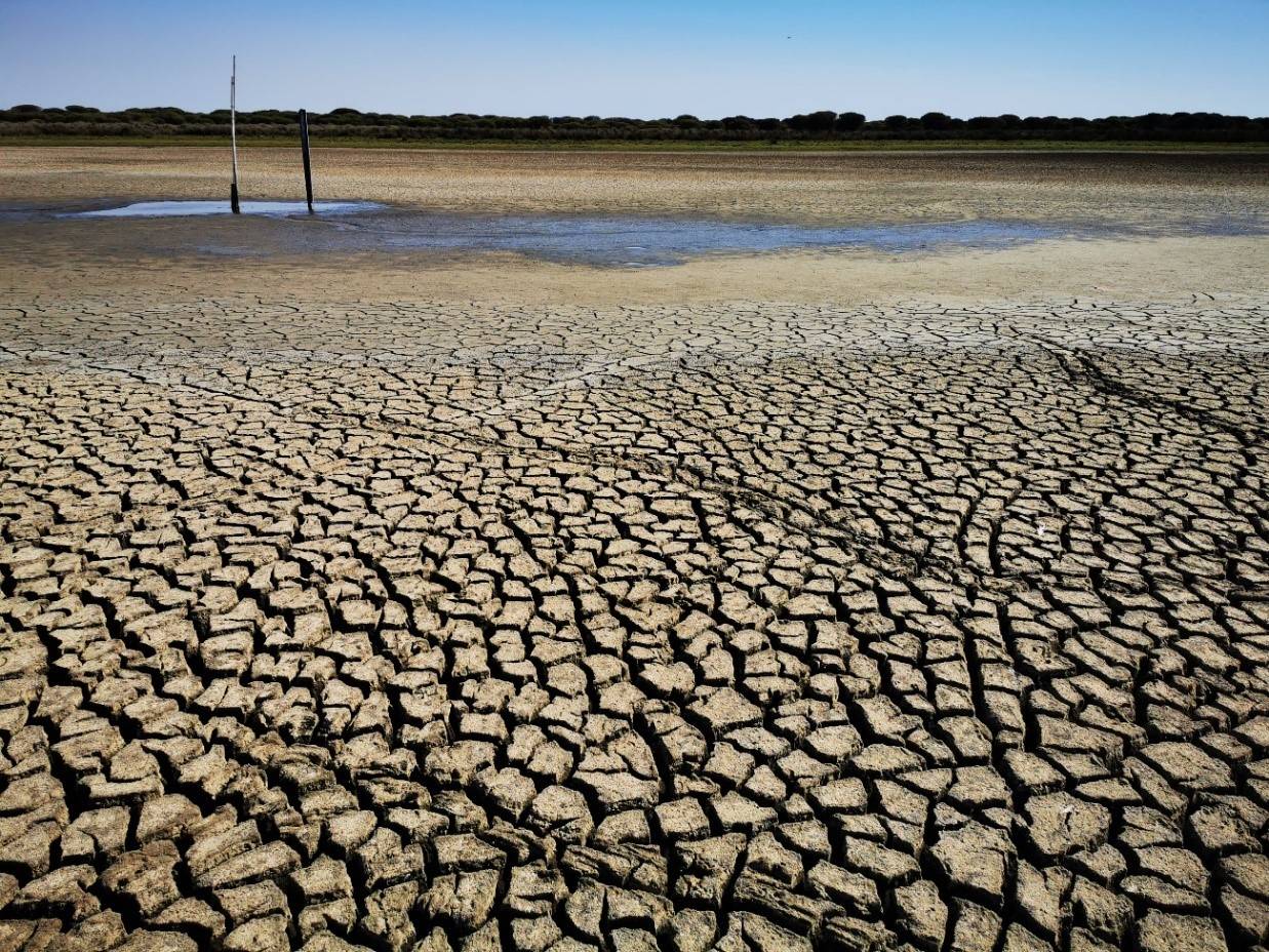 La sequía y la sobreexplotación de los acuíferos secan la última laguna de Doñana