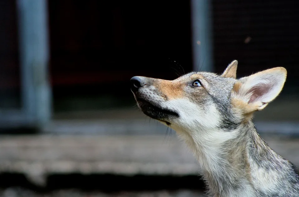 Los lobos también pueden sentir (y mostrar) afecto por las personas