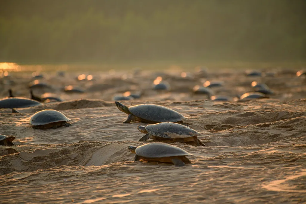 Expertos esperan la mayor anidación de tortugas en la frontera de Bolivia-Brasil