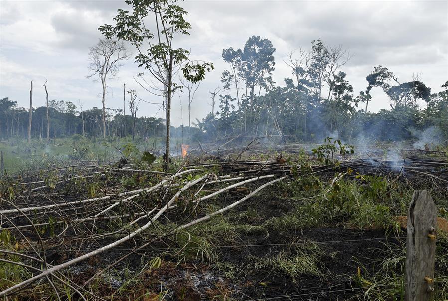 En 20 años se deforestaron más de 3 millones de hectáreas en Colombia