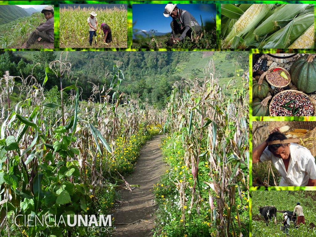 La milpa, tradición milenaria de agricultura familiar