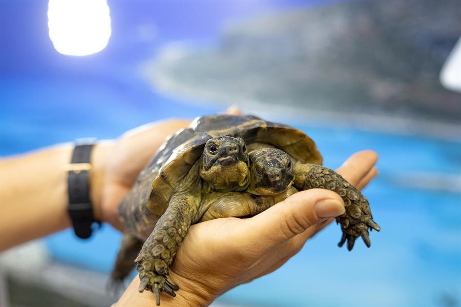 Janus, la tortuga bicéfala del Museo de Ginebra, celebra su 25 cumpleaños