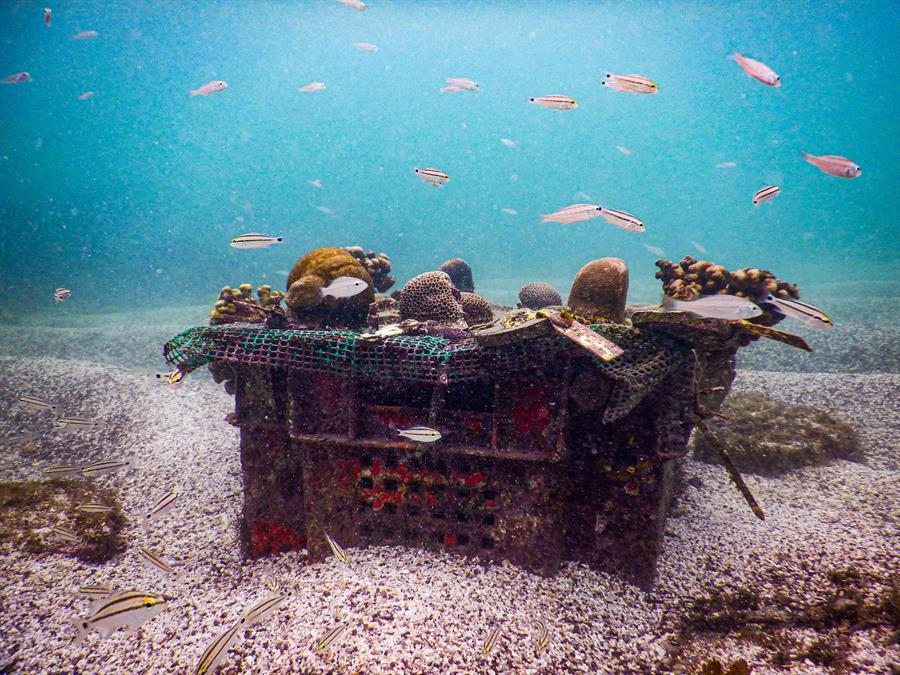 Proyecto de siembra de corales busca restaurar ecosistemas en Islas Galápagos