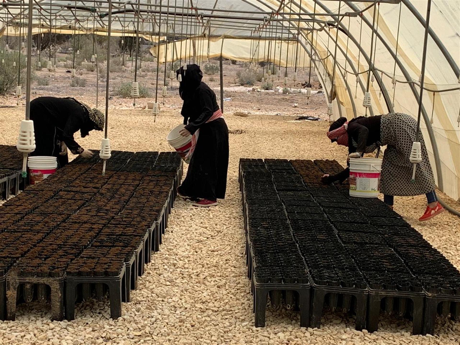 Mujeres en lucha contra la desertificación en Jordania, una planta a la vez