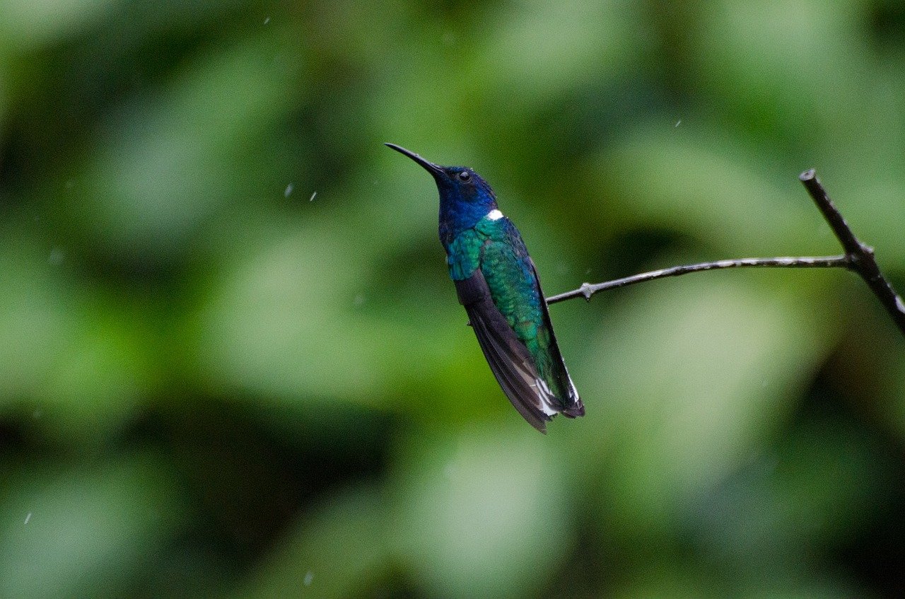 Las colibríes hembras se disfrazan de machos para competir por el néctar