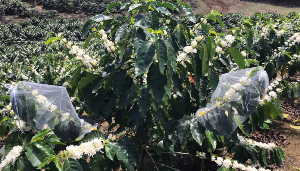 Aves y abejas, juntas, benefician la producción de café