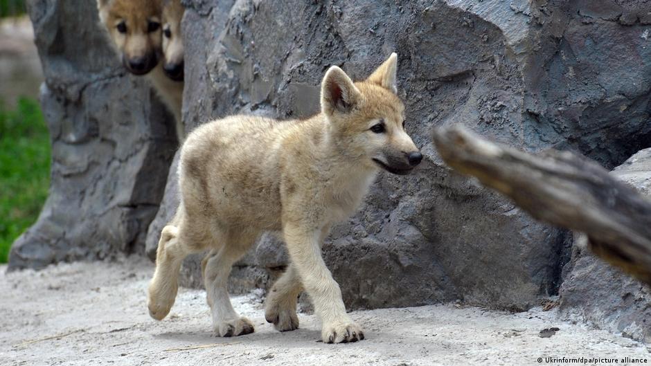 Científicos en China anuncian primer ejemplar clonado de lobo salvaje ártico