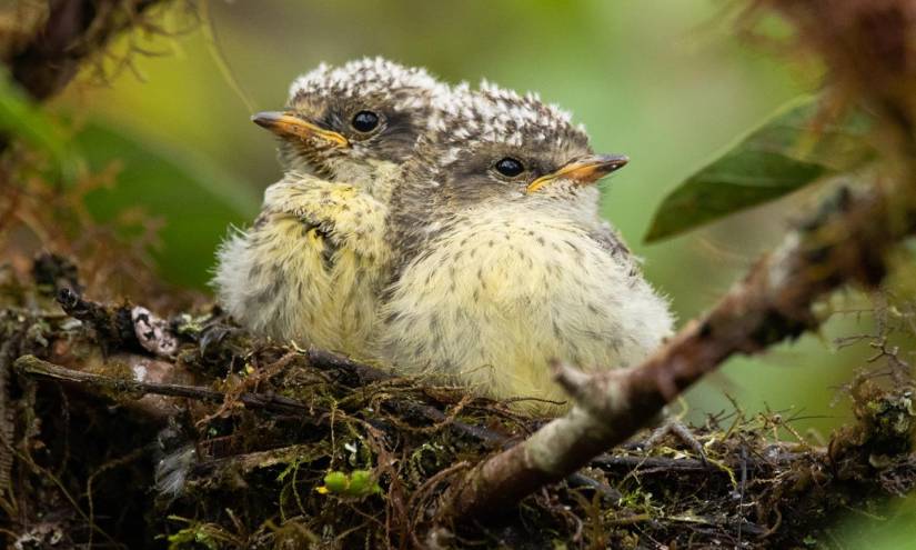 Nacen pájaros brujos en Galápagos, amenazados por la mosca vampiro aviar