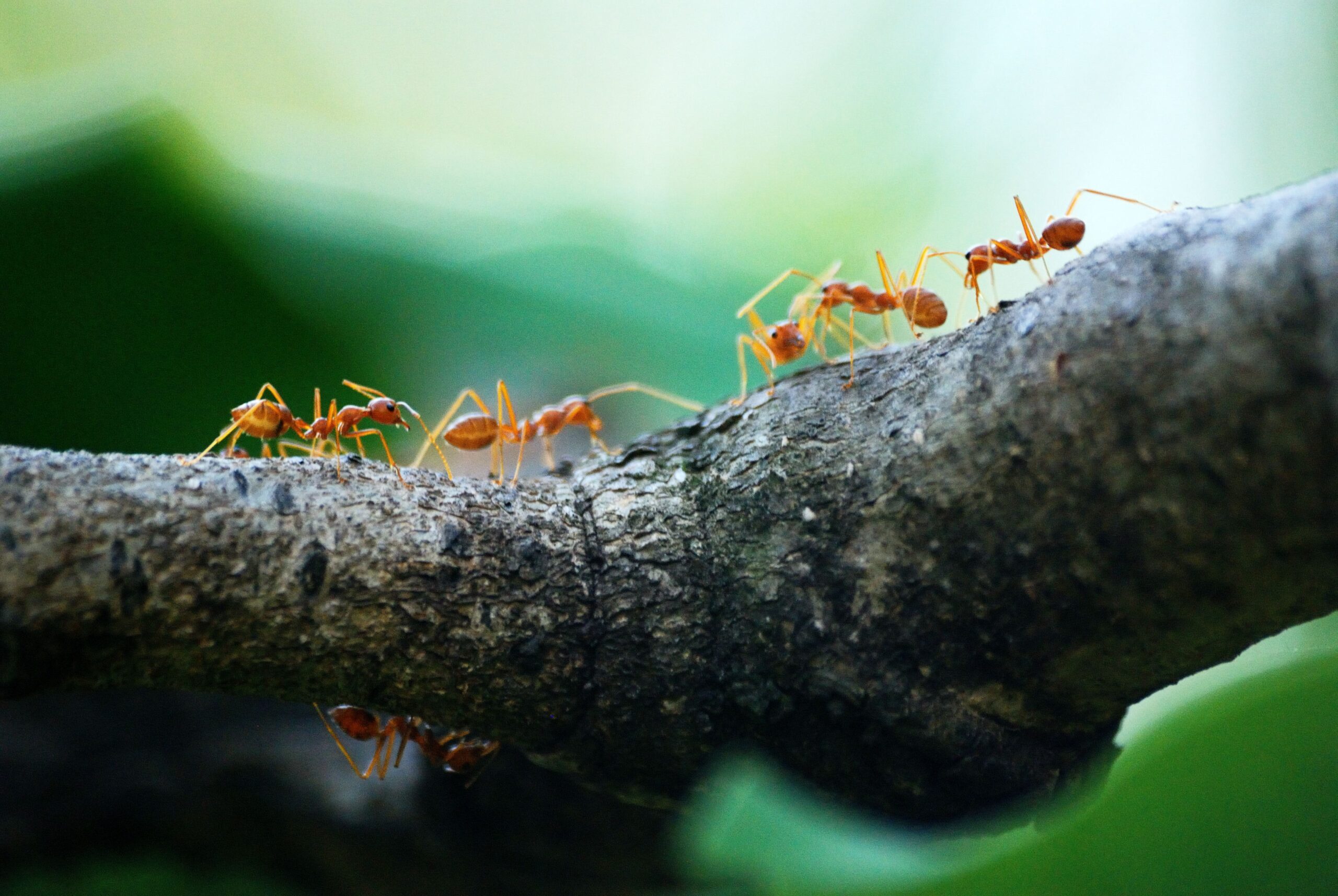 Al menos 20.000 billones de hormigas habitan en la Tierra, según estudio