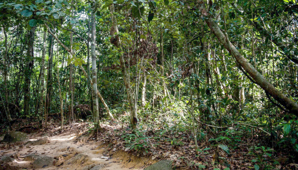 Bosques tropicales: menos húmedos y resistentes, más vulnerables