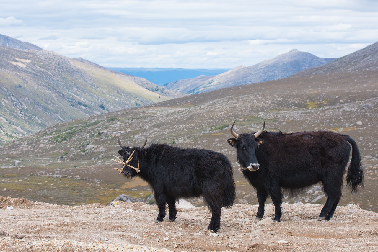 La clave detrás de la supervivencia en las alturas de los yaks