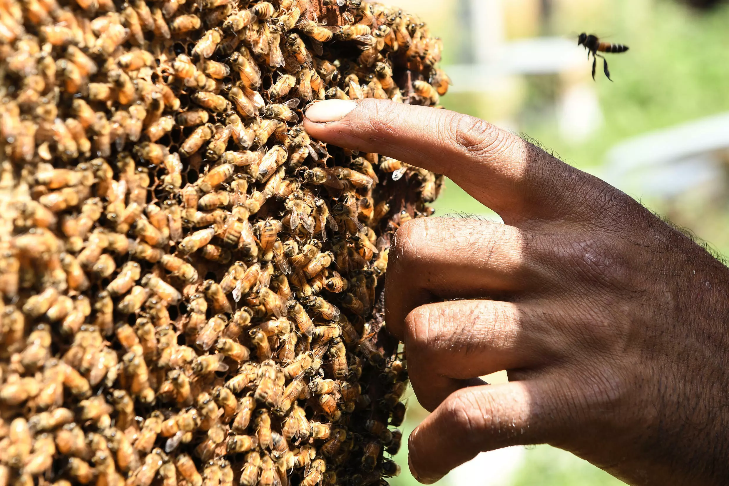 Cambio climático, pesticidas y parásitos tienen cansados a los apicultores europeos