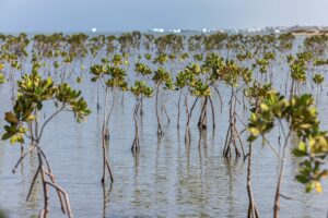 EGYPT-ENVIRONMENT-NATURE-CLIMATE-CONSERVATION-MANGROVE