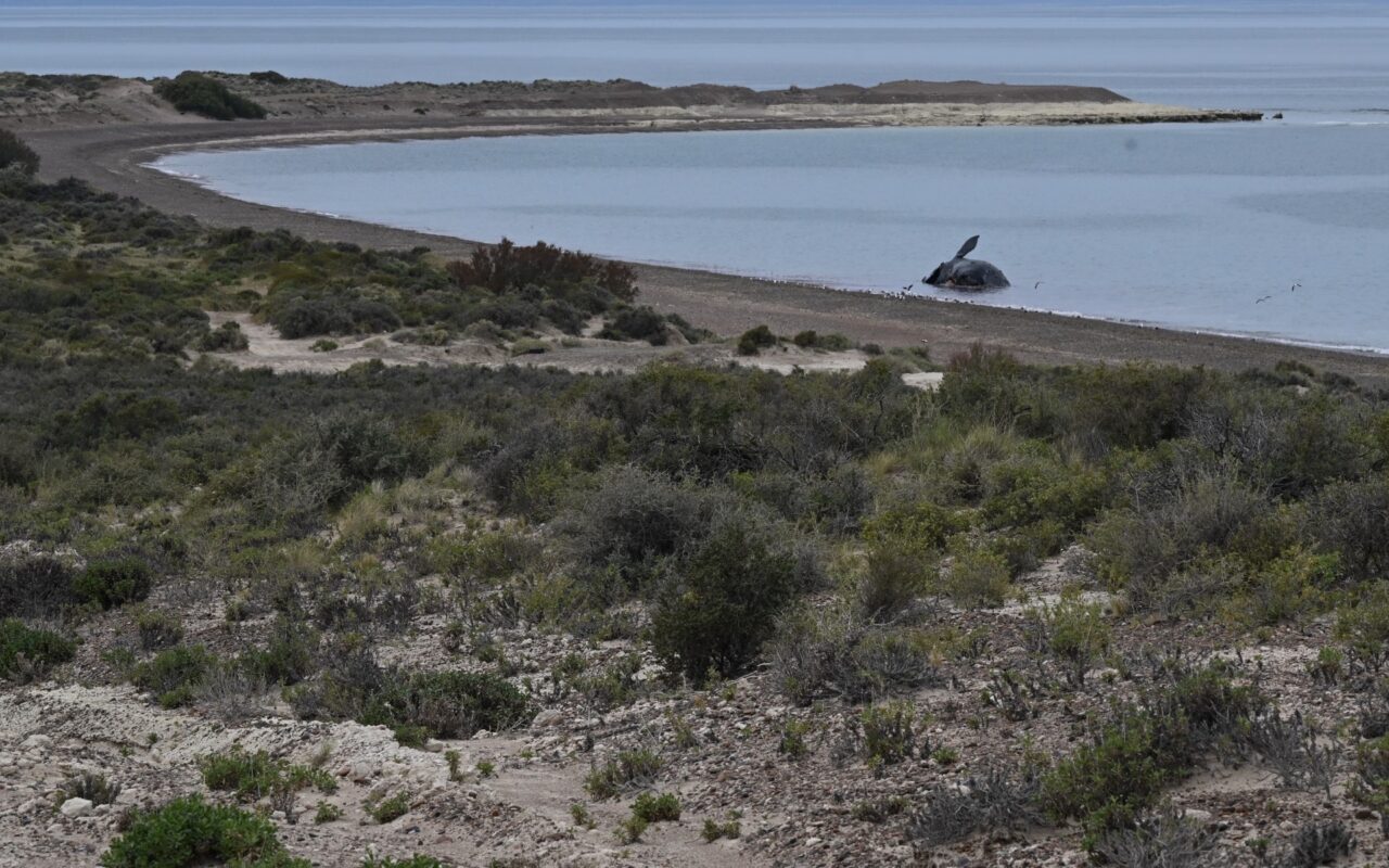 Al Menos 13 Ballenas Muertas En Santuario De La Patagonia Argentina