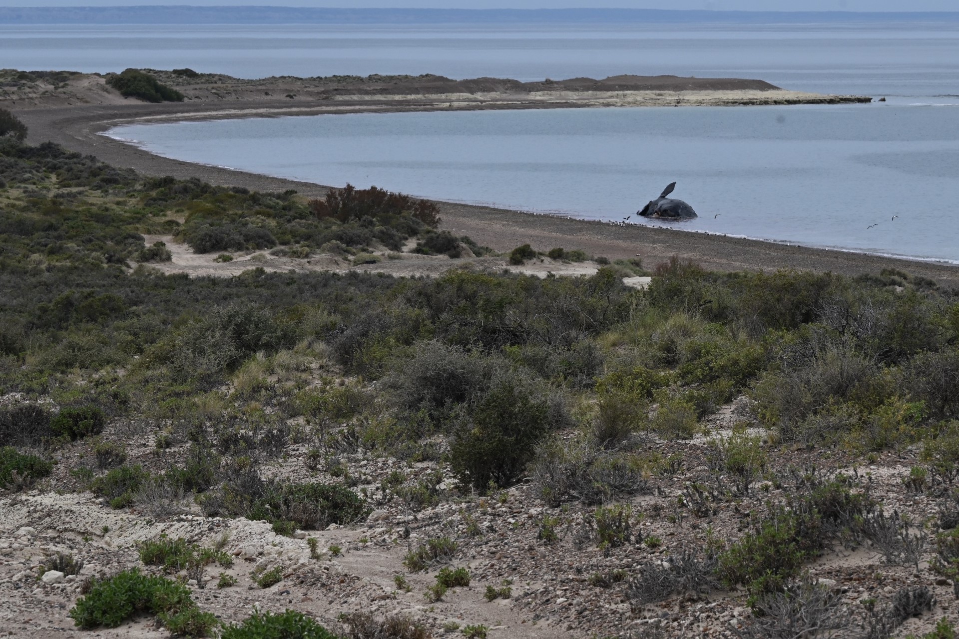 Al menos 13 ballenas muertas en santuario de la Patagonia argentina