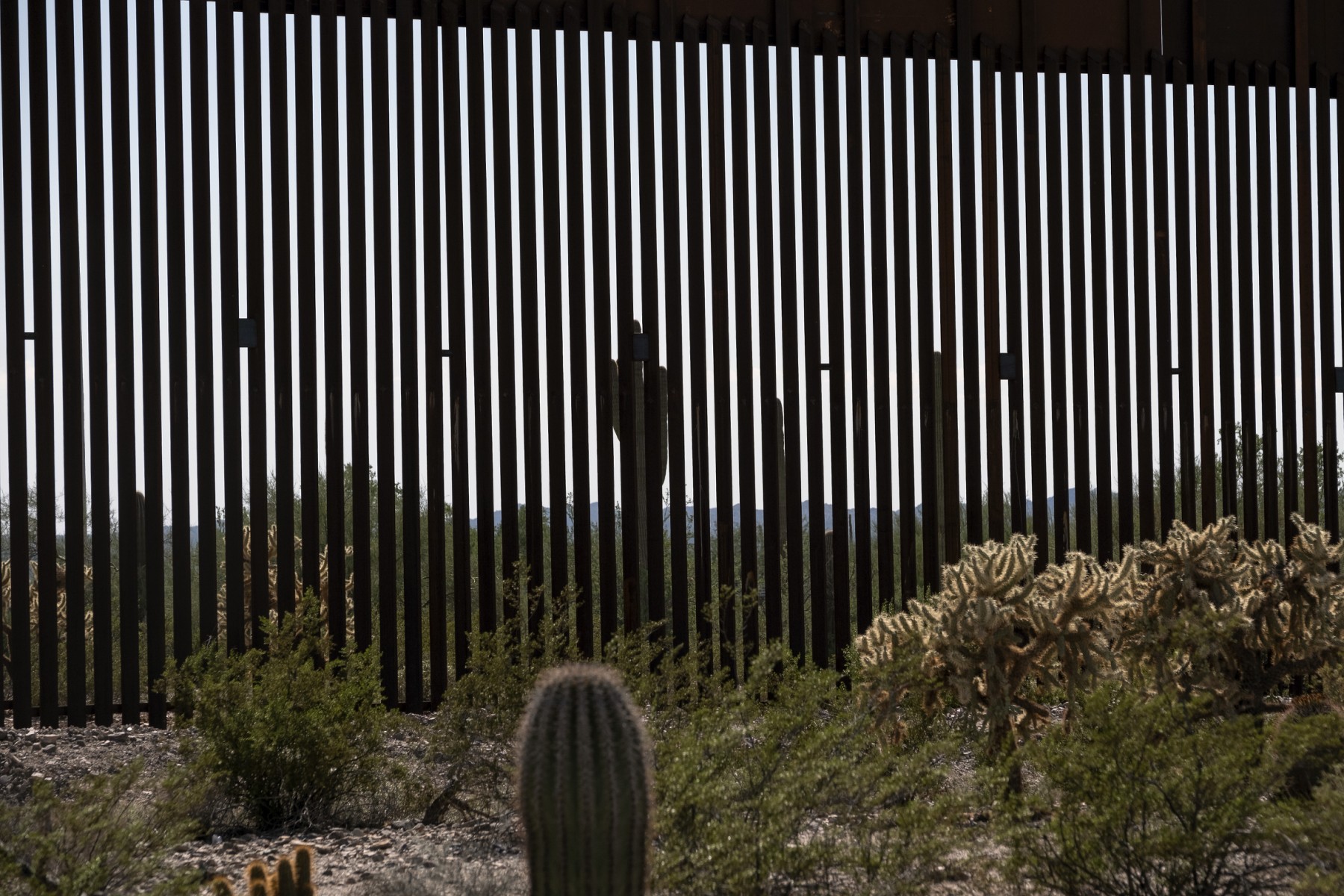 Ambientalistas de Mexico y EEUU defienden la vida animal afectada por muro fronterizo