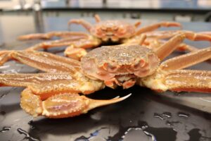 Warming waters ‘key culprit’ in Alaska crab mass die-off