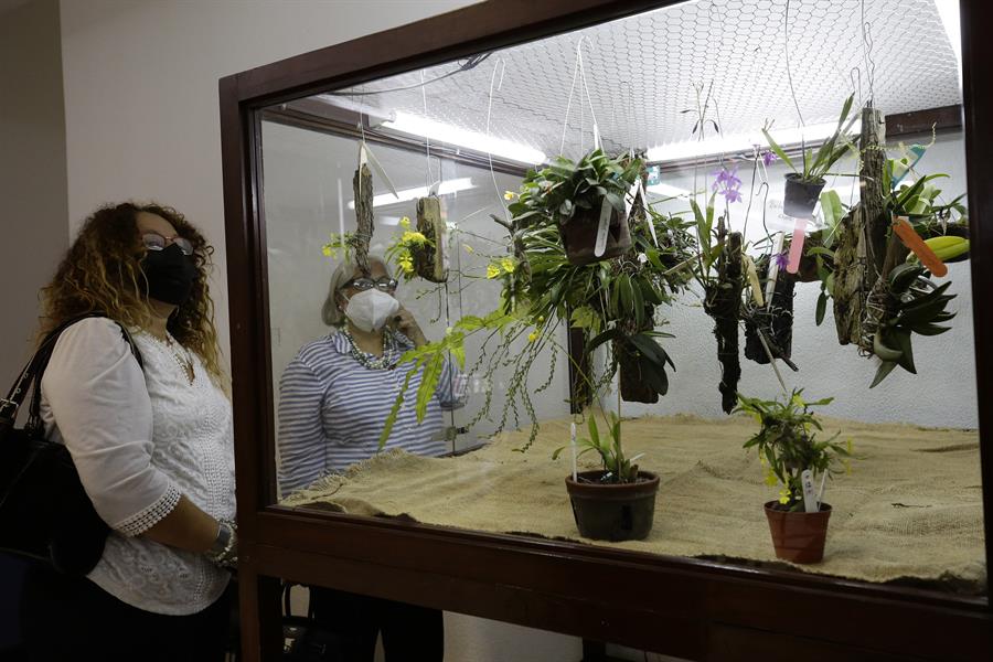 El Salvador muestra la belleza e importancia de las orquídeas en una exposición