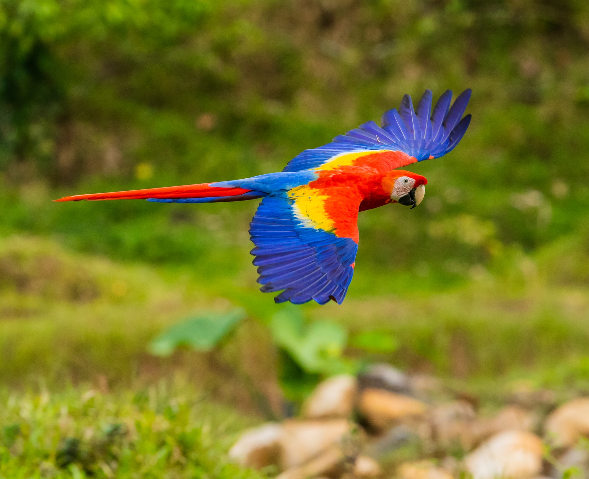En una comunidad colombiana liberan a 32 animales silvestres