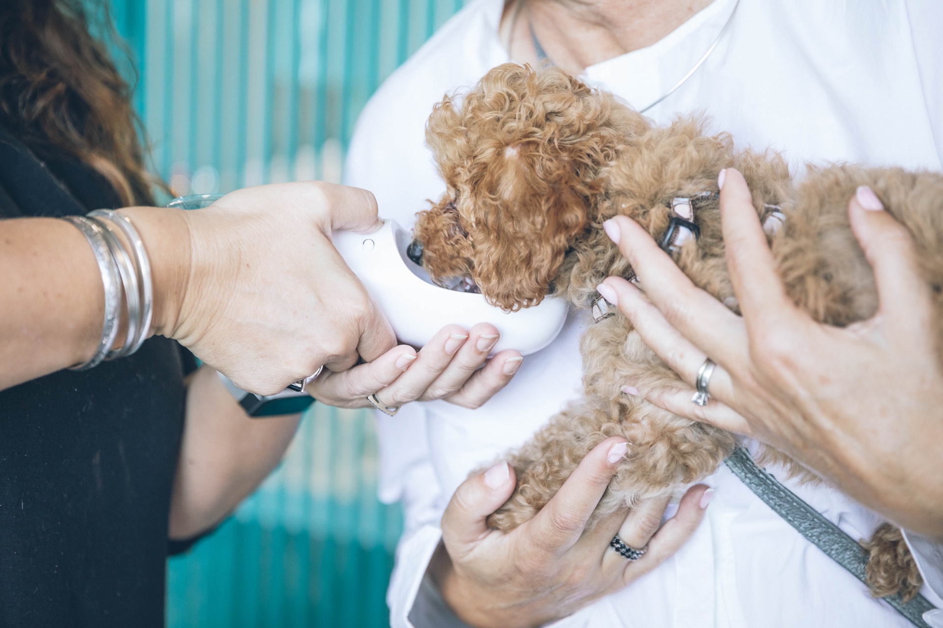 Universidad mexicana monitorea animales para garantizar la salud