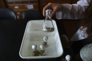 492-2 CIENCIA_hongoscolillas_Foto de EFE – Juan Ignacio Roncoroni