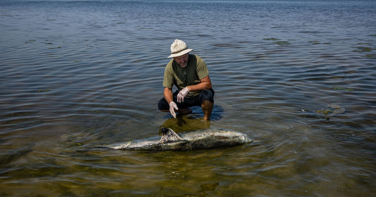 Al menos 5 mil delfines han muerto por la guerra en Ucrania