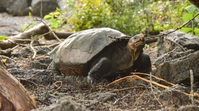 Hallan especie de tortuga en Galápagos que se creía extinta