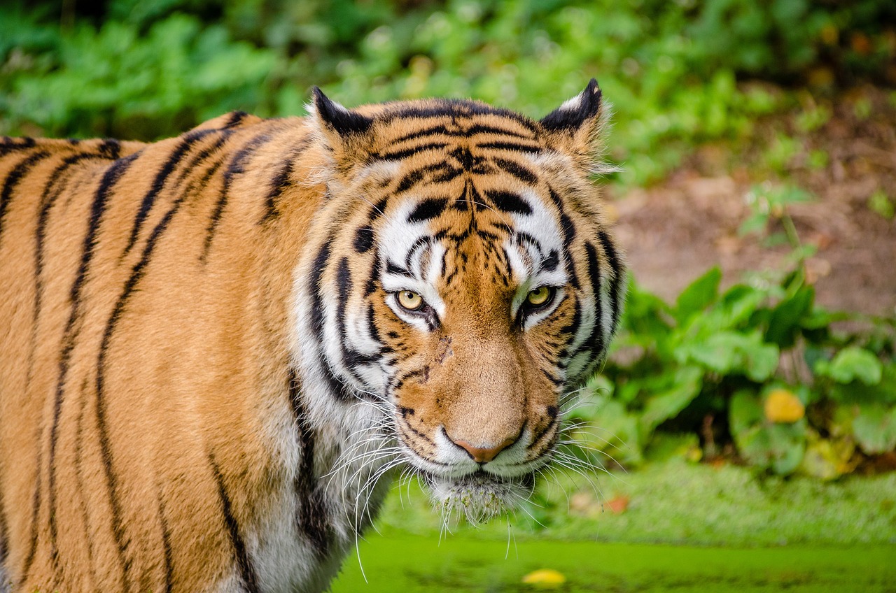 Tecnología para luchar contra el tráfico ilegal de tigres