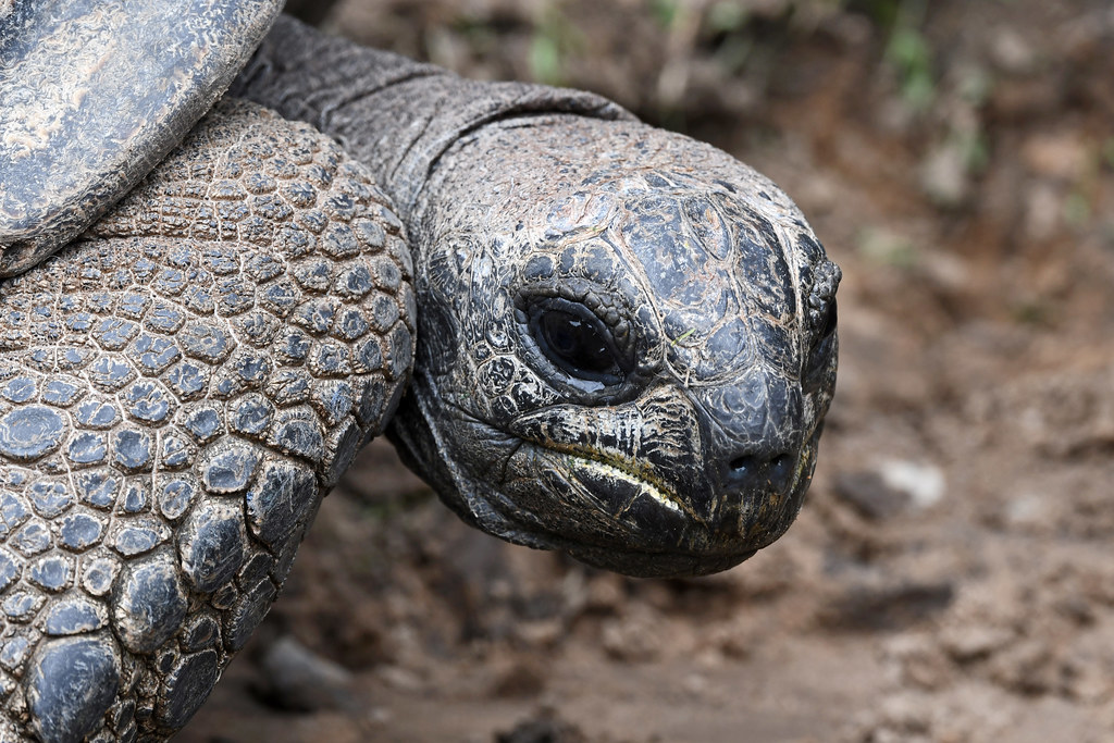 Publican una secuencia genómica de alta calidad de la tortuga gigante de Seychelles