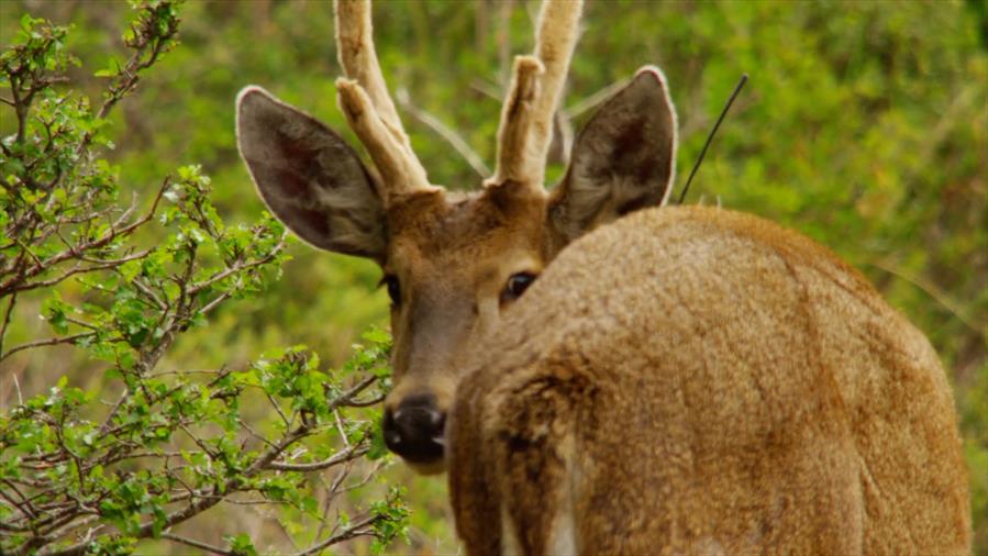 El refugio natural del sur de Chile que lucha contra la extinción del huemul