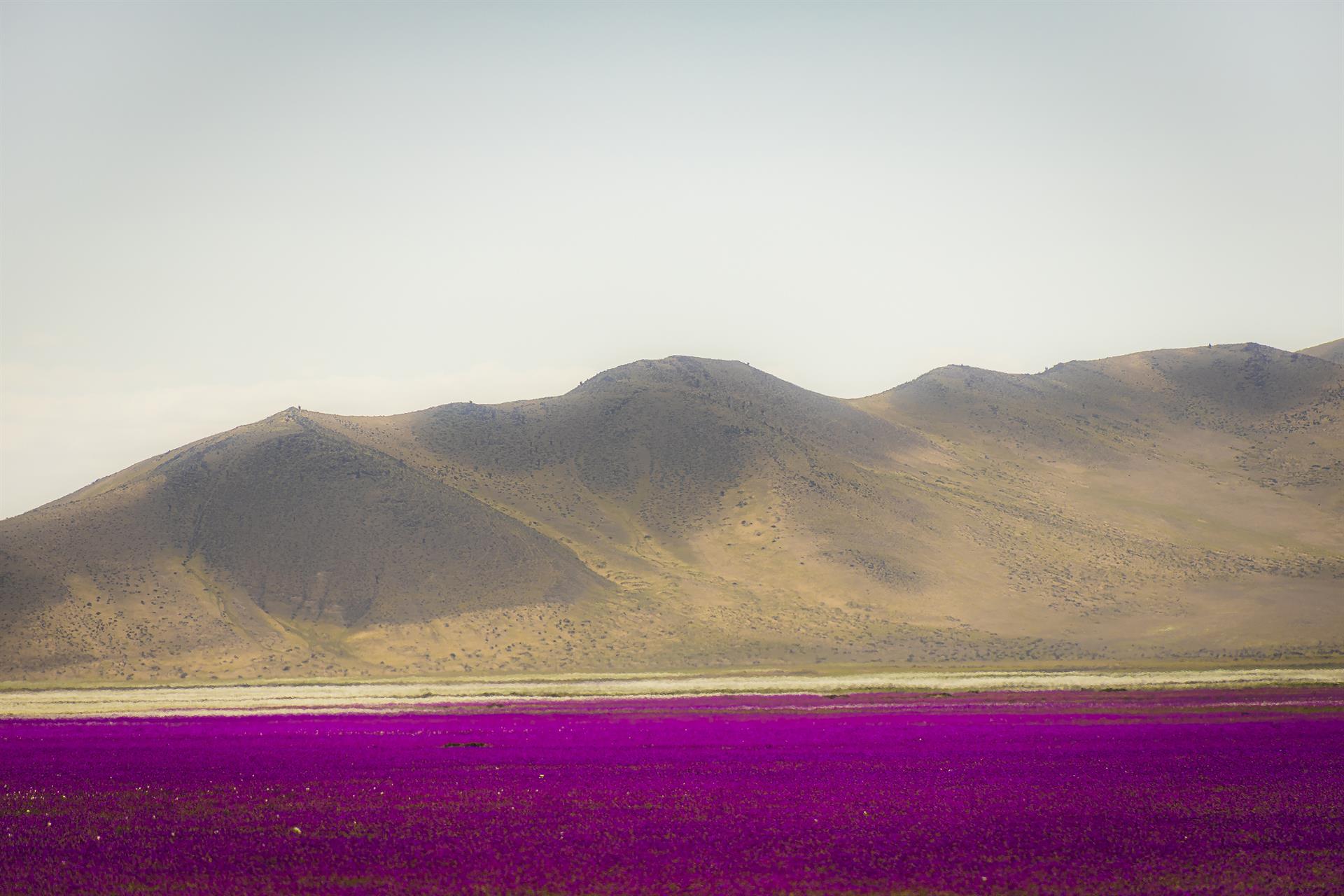 Chile busca proteger uno de sus tesoros: el desierto florido en Atacama