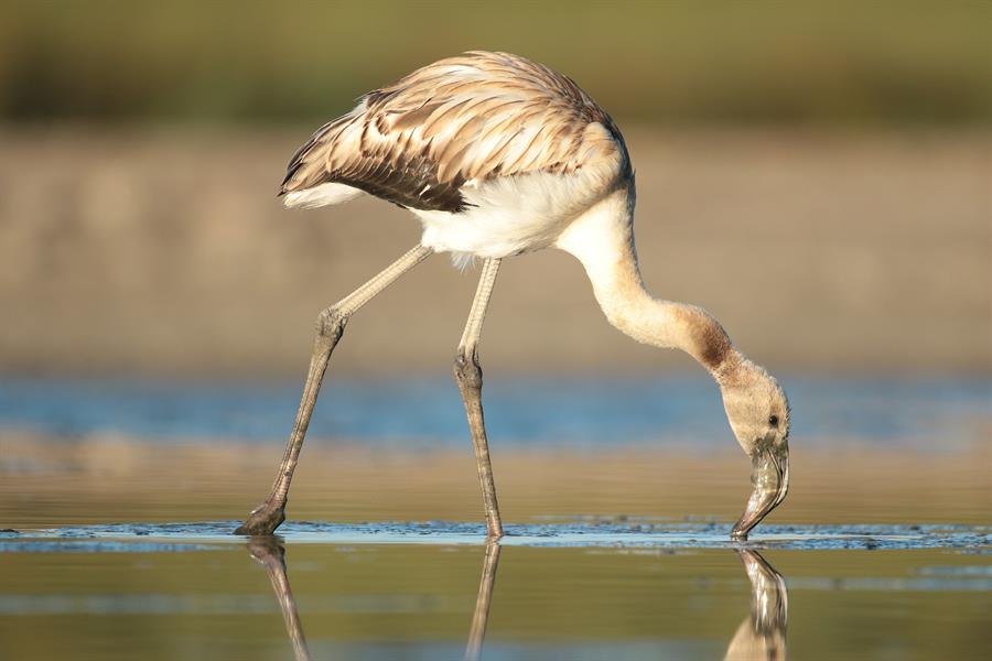 La población de animales silvestres ha caído un 69 % en medio siglo