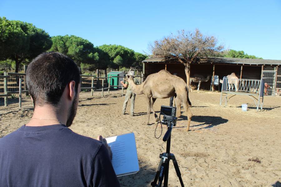 Consiguen medidas tridimensionales de animales a partir de fotografías en 2D