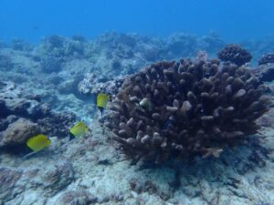 La-mitad-de-los-arrecifes-de-coral-del-mundo-estaran-en-malas-condiciones-en-2035