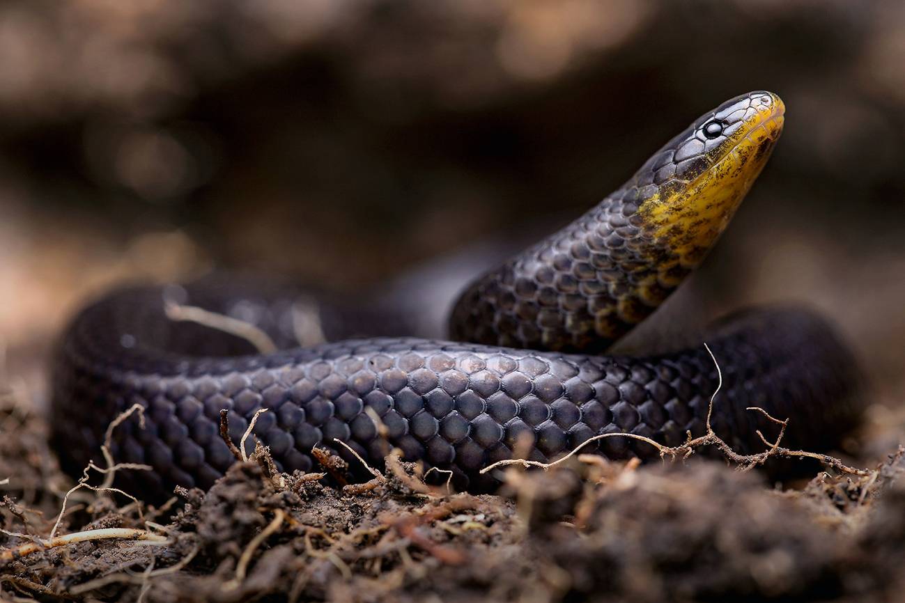 Tres nuevas especies de serpientes se ocultaban en cementerios e iglesias de Ecuador