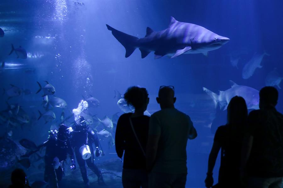 Un tercio de los tiburones conocidos podría extinguirse en los próximos años