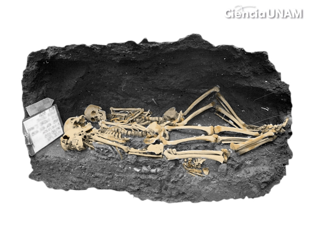 El fascinante estudio de los esqueletos: osteología forense