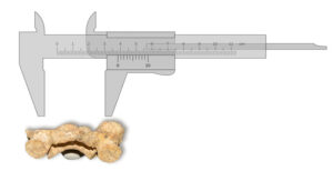 ar_osteologiaforense_2_25052017