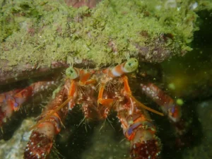 c6c0ad75f4b9f5c024f880aade964521