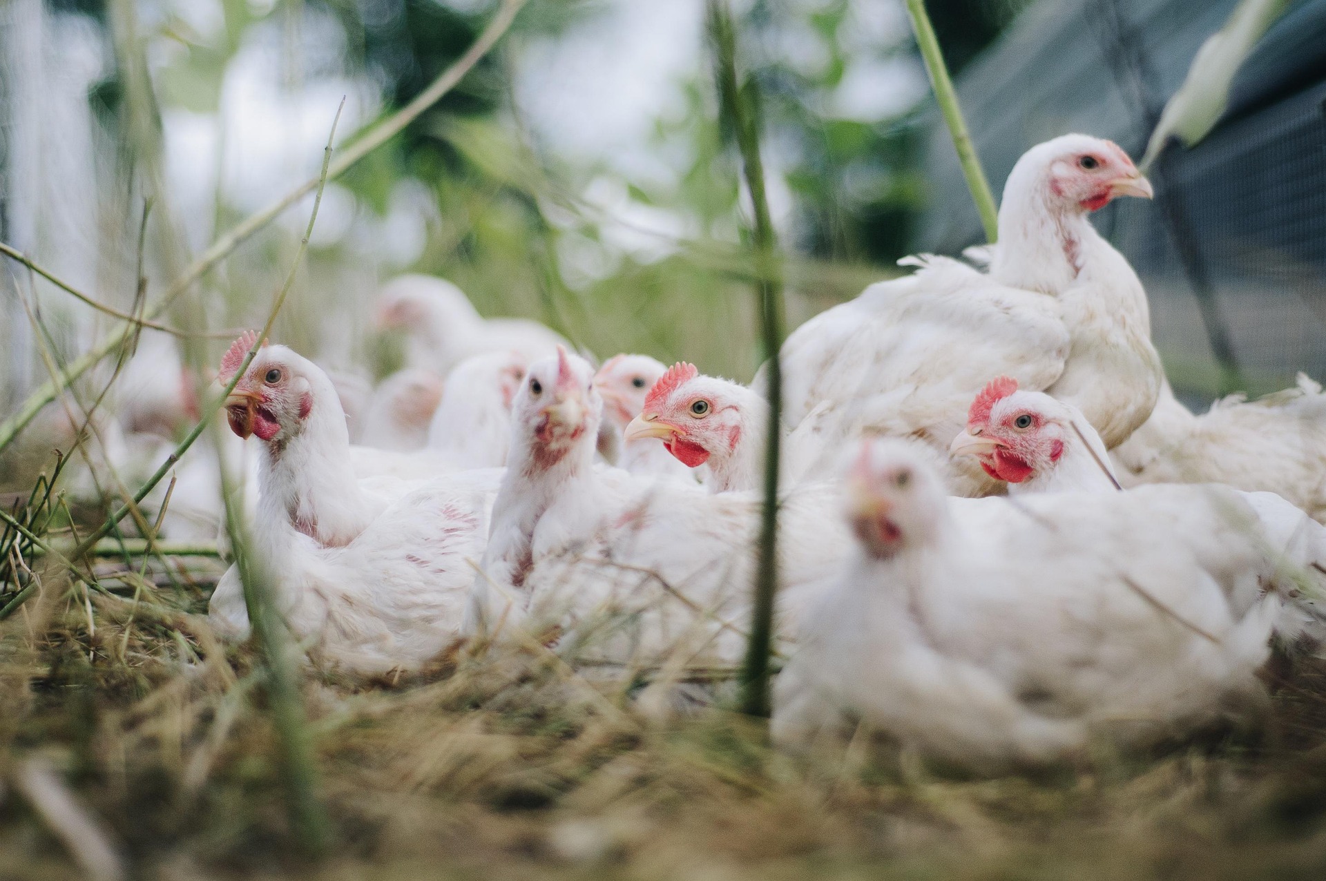 Inglaterra impone el confinamiento de las aves por la gripe aviar