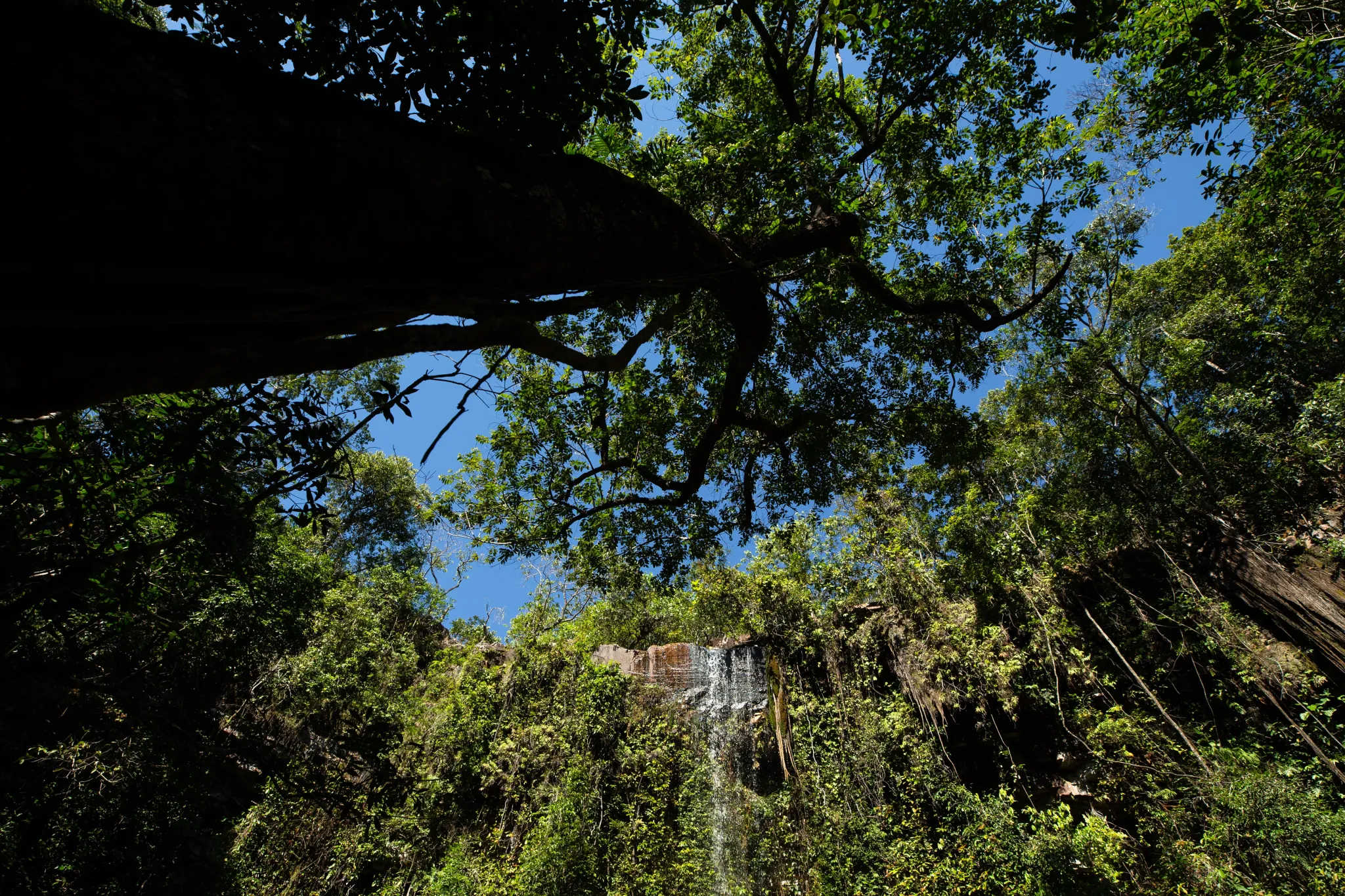 Al Bosque Atlántico brasileño le queda menos del 25 % de su vegetación nativa