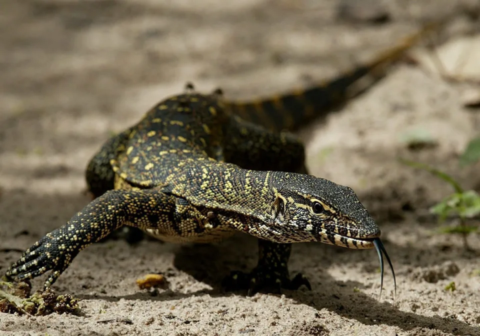 Países Bajos cierra carretera para permitir el paso de reptiles y anfibios