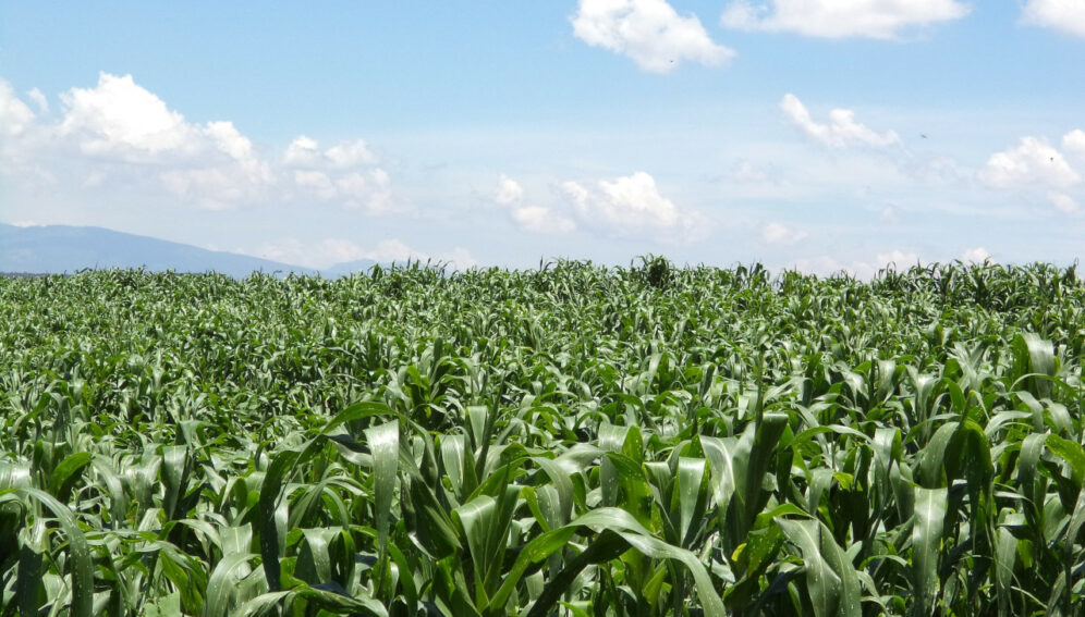 Rendimiento del maíz amenazado por el cambio climático